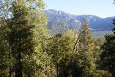 Nearly flat and very buildable .18 acres on Double Tree in Cedar Glen. This is a quiet area of upscale homes.